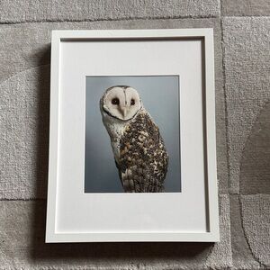 Barn Owl Art Print in White Frame